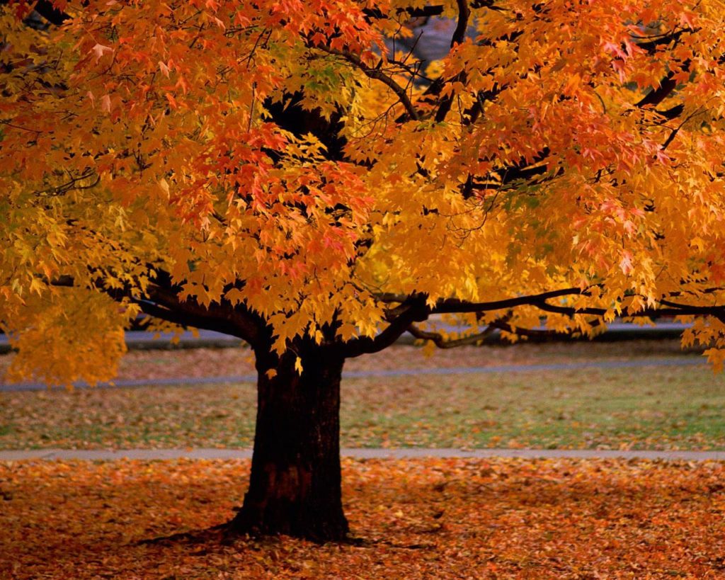 4 Things to do now that it’s officially Fall