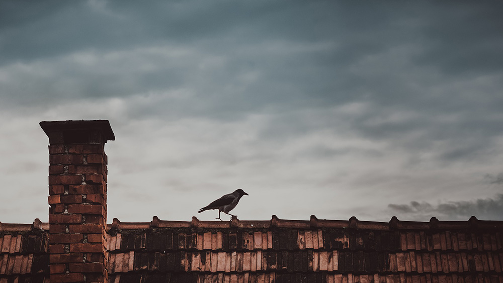 bird walking on roof with brick chimney
