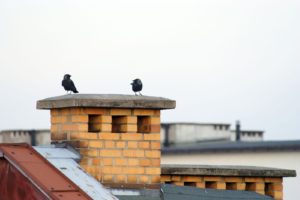 birds sitting on chimney